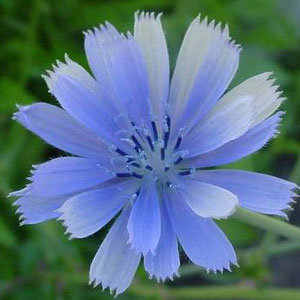 Chicory portal floral a