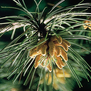 pine portal floral a