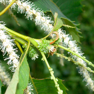 white chestnut portal floral a